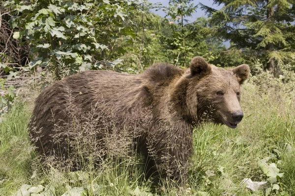 Wild Bear In The Forest — Stock Photo, Image