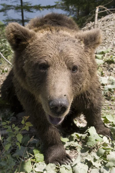 Urso selvagem na floresta — Fotografia de Stock