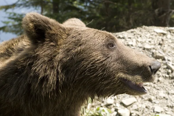 Oso salvaje en el bosque — Foto de Stock