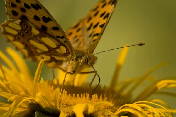 Πεταλούδα που τρέφονται με κίτρινο λουλούδι — Φωτογραφία Αρχείου