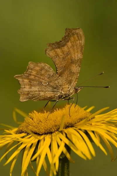 Papillon se nourrissant de fleurs jaunes — Photo