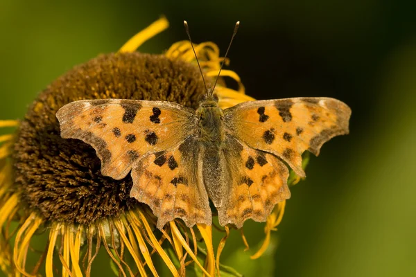 Mariposa alimentándose de flor amarilla — Foto de Stock