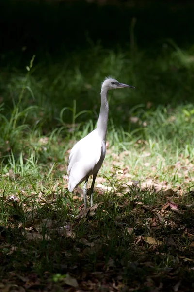 Baby Egret — Stockfoto