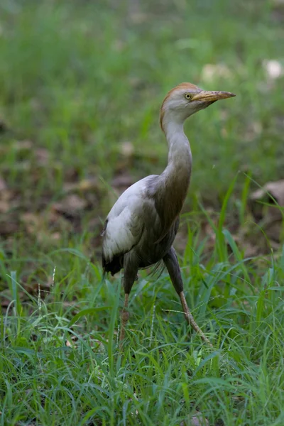 Garceta de ganado — Foto de Stock