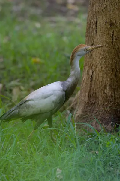 Koereiger — Stockfoto