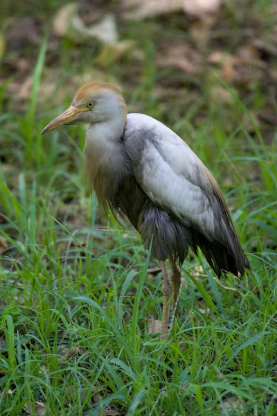 Koereiger — Stockfoto