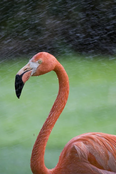 Flamingo portret — Stockfoto