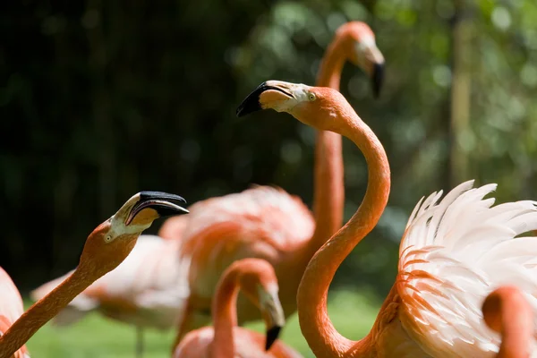 Flamingo Portrait — Stock Photo, Image