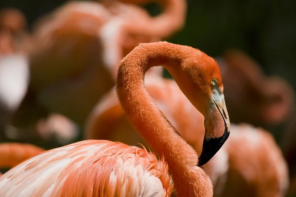 Flamingo portre