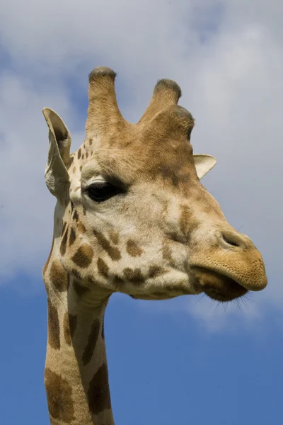 Giraffe portret — Stockfoto