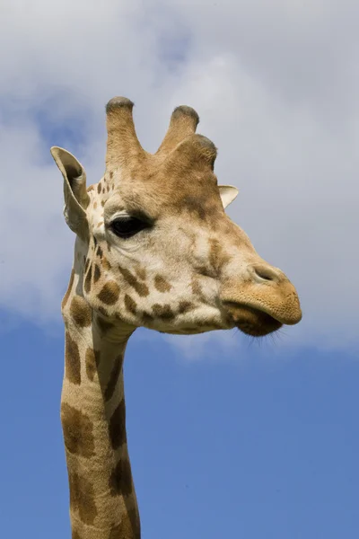 Ritratto della giraffa — Foto Stock