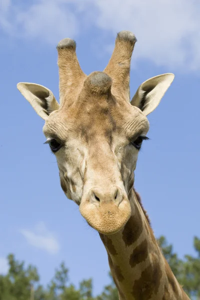 Retrato de girafa — Fotografia de Stock