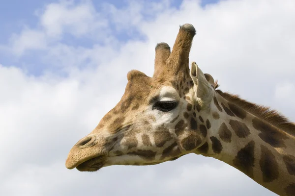 Žirafa portrét — Stock fotografie