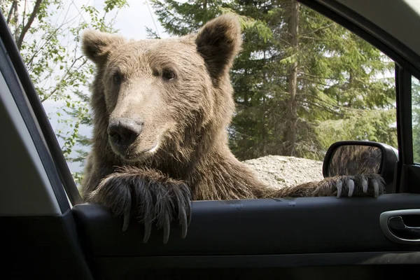 Urso selvagem na janela do meu carro Fotografia De Stock