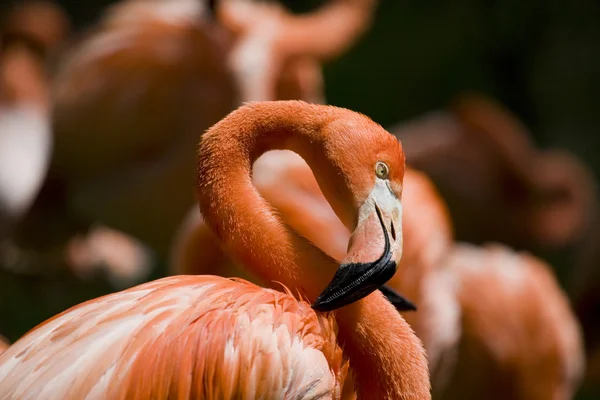 Portret flamingo Imagini stoc fără drepturi de autor