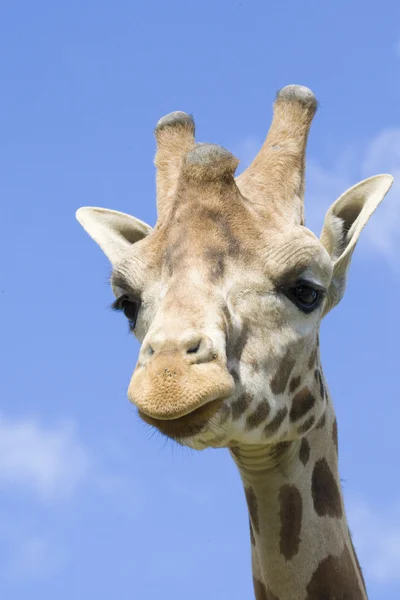 Girafe portrait Photos De Stock Libres De Droits