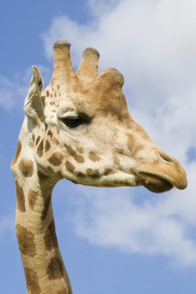 Портрет жирафа — стоковое фото