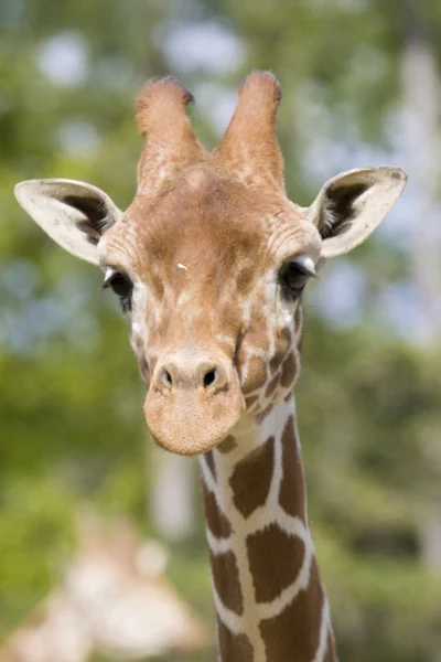 Zürafa portre — Stok fotoğraf