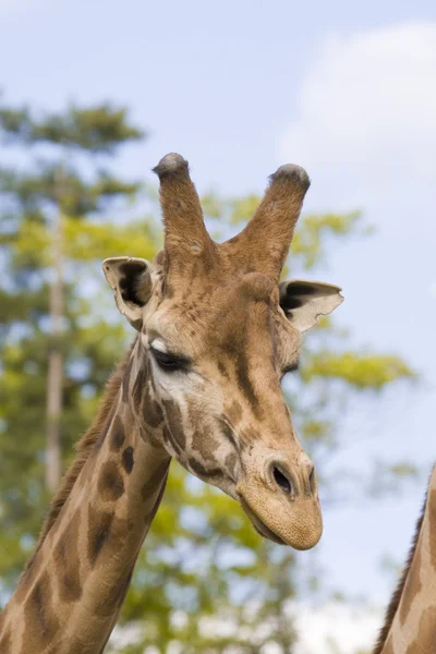 Giraffen-Porträt — Stockfoto