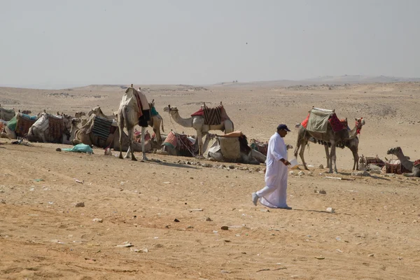 Верблюди на Beduins — стокове фото