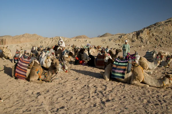 A Beduins a tevék — Stock Fotó