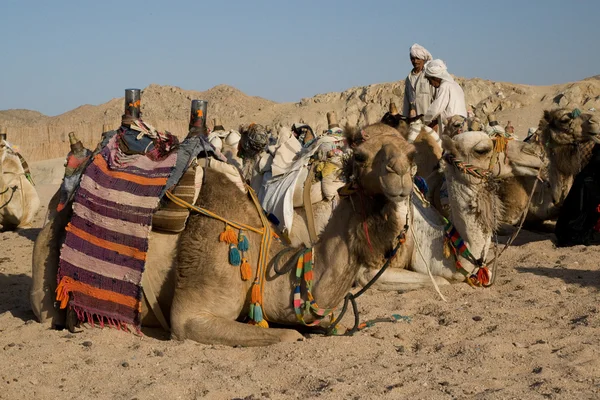 Верблюды бедуинам — стоковое фото