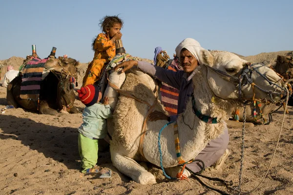 Camellos de los beduinos —  Fotos de Stock