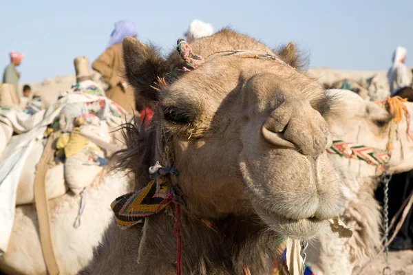 Camel portret — Stockfoto