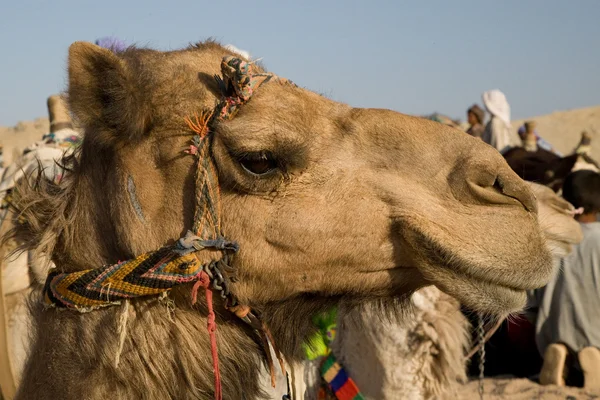Camel portré — Stock Fotó