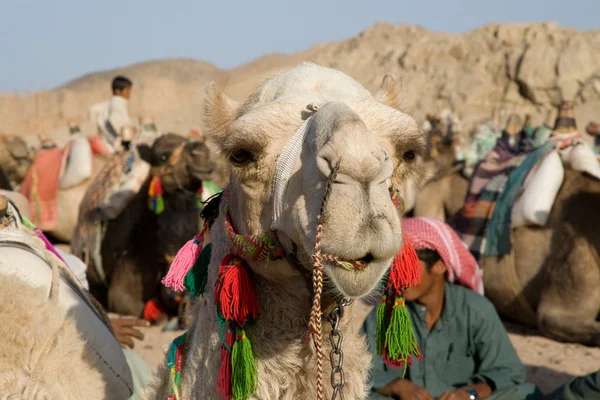 Ritratto di cammello — Foto Stock