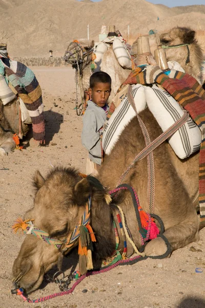 Ritratto di cammello — Foto Stock