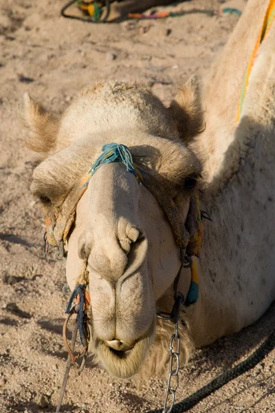Retrato de camelo — Fotografia de Stock