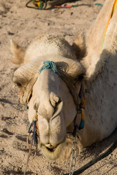 Camel portret — Stockfoto