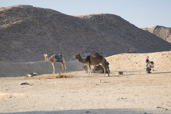 Camel portret — Stockfoto