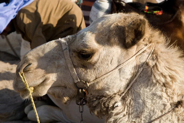 Camel Portrait — Stock Photo, Image