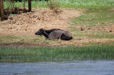 Nil Nehri üzerinde yaşam