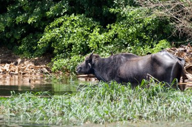 Nil Nehri üzerinde yaşam