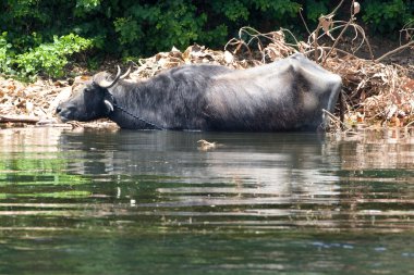 Nil Nehri üzerinde yaşam