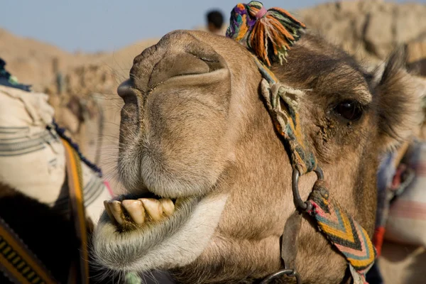 Camel portret — Stockfoto