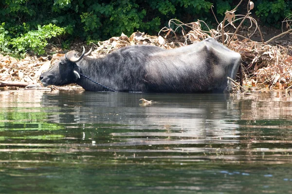 Nil Nehri üzerinde yaşam