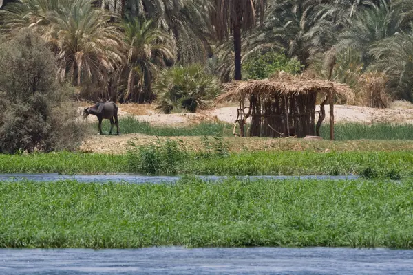 Vita sul fiume Nilo — Foto Stock