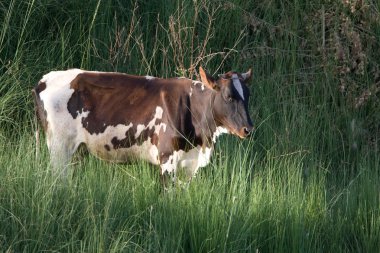 Nil Nehri üzerinde yaşam