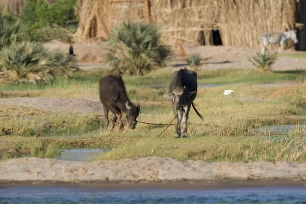 La vida en el río Nilo — Foto de Stock