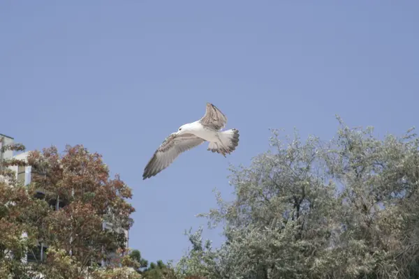 Seagull — Stock Photo, Image