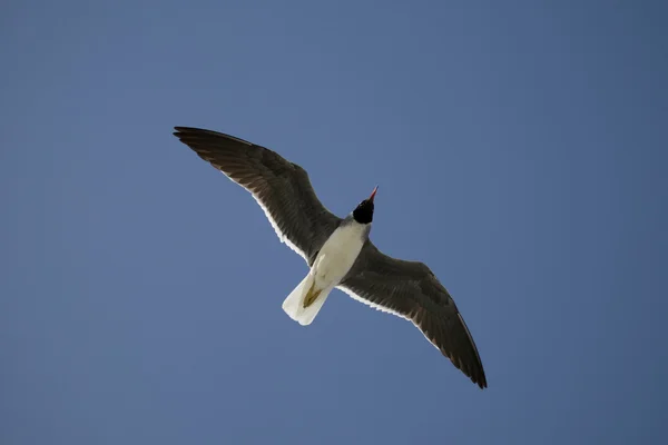 Seagull — Stock Photo, Image