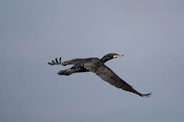 Cormorant — Stock Photo, Image