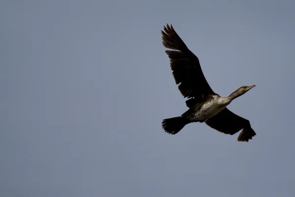 Cormorant — Stock Photo, Image