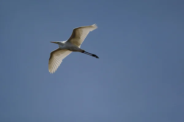 Egret... — Fotografia de Stock