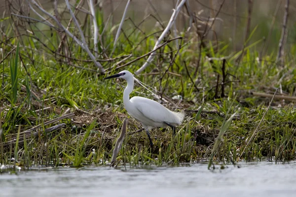 Zilverreiger — Stockfoto