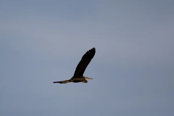 Heron — Stock Photo, Image